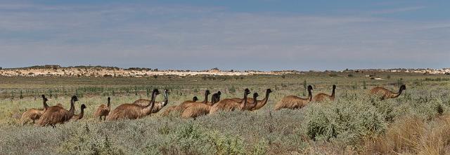 221 Mungo NP, emoes.jpg